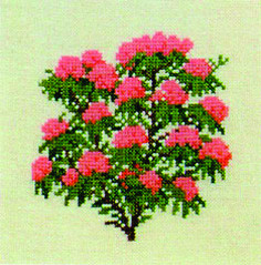 Alpine Rose