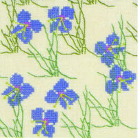 Speedwell