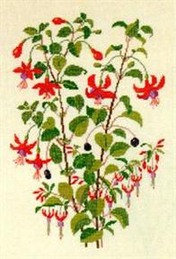 Fuchsia "Lord Roberts"