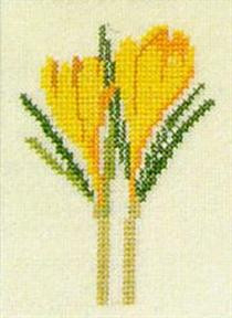 Yellow Crocus