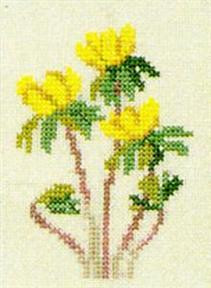 Winter Aconite