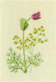 Pasque Flower