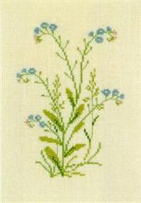 Forget-me-not