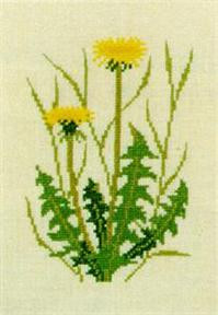 Dandelion