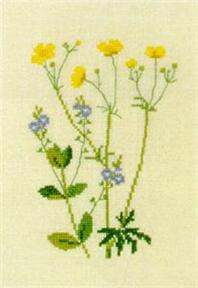 Buttercup