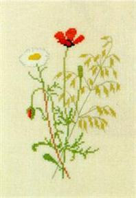 Poppy