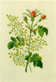French Rose