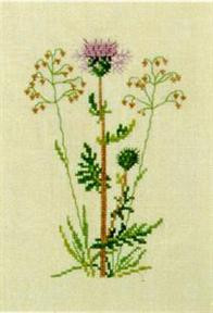 Knapweed