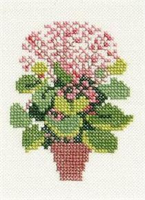 Christmas Begonia