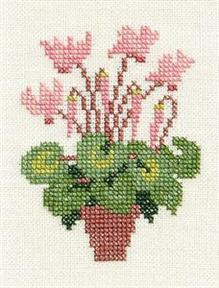 Cyclamen