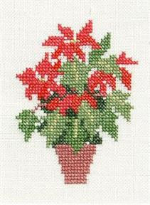 Poinsettia