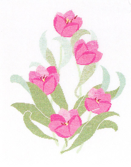 Pink Tulip