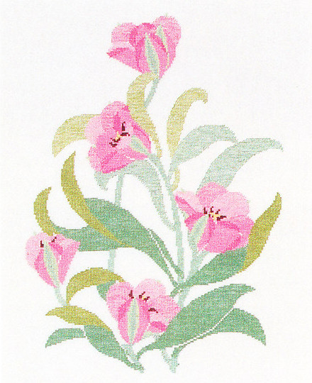 Rosa Tulip