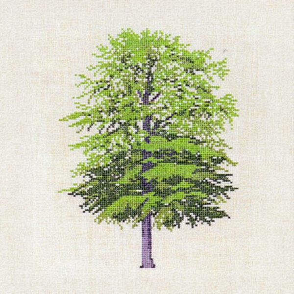 Beech