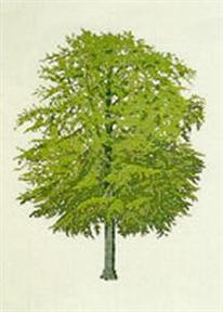 Beech