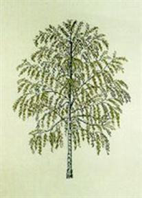 Birch