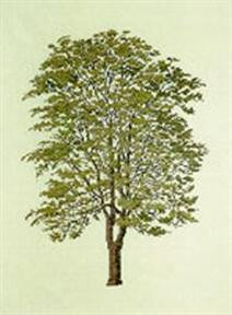 Tree of Heaven