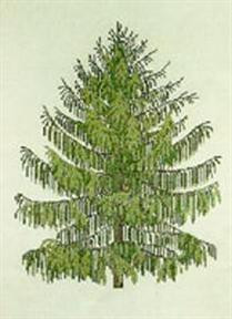 Spruce