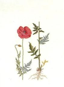 Poppy