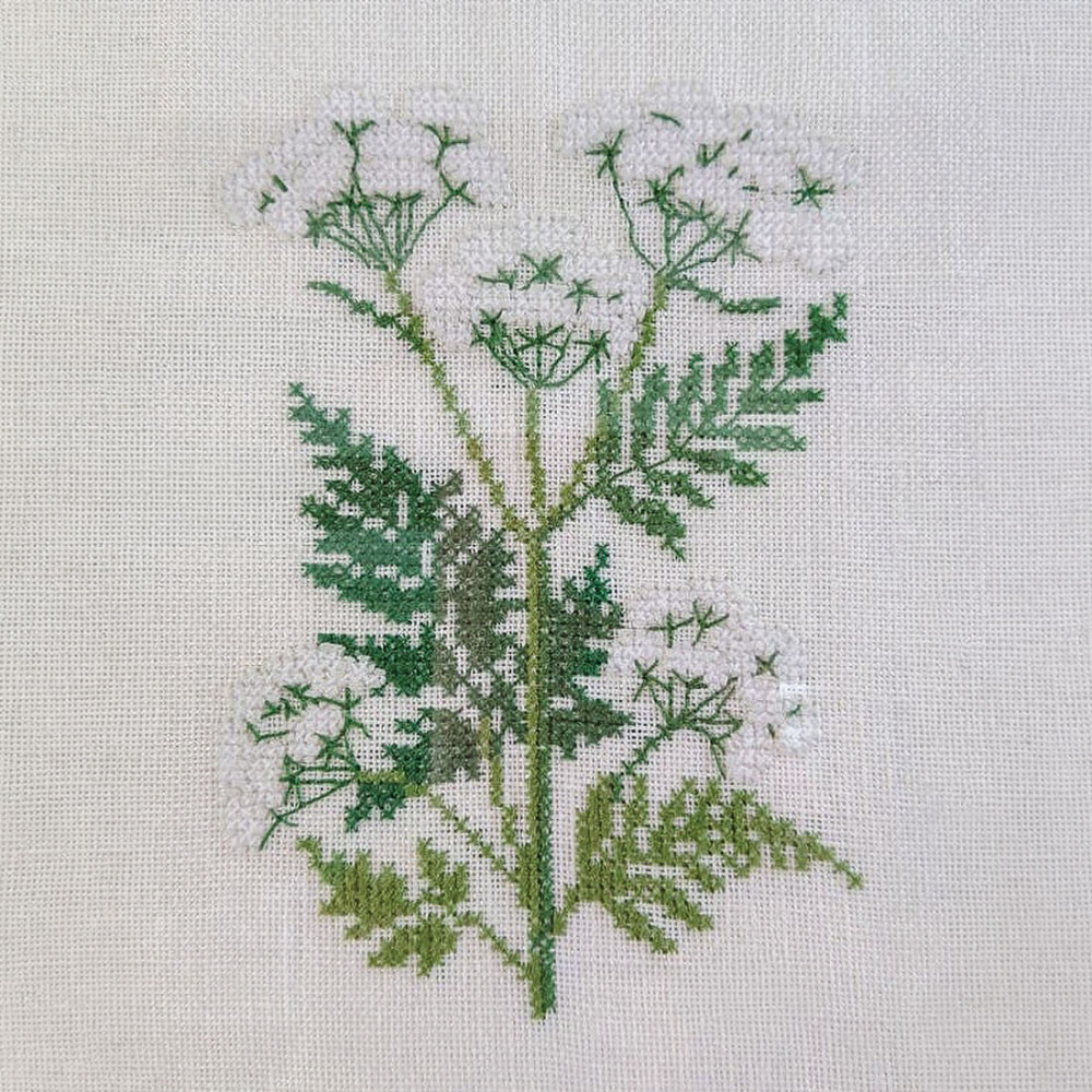 Sweet Chervil