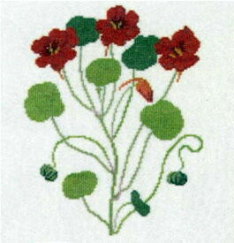Nasturtium