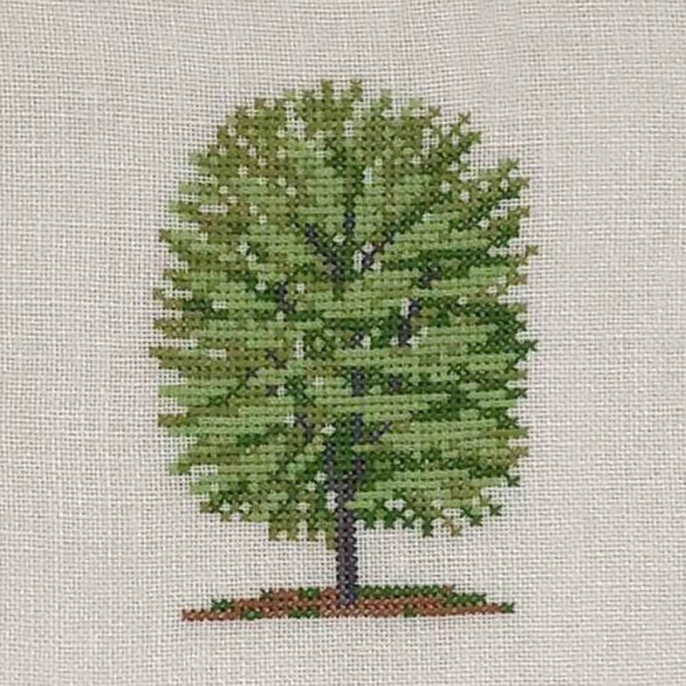 Beech