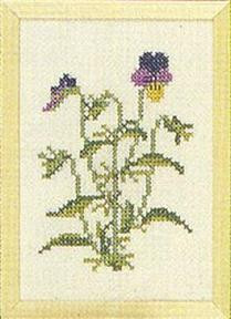 Pansy