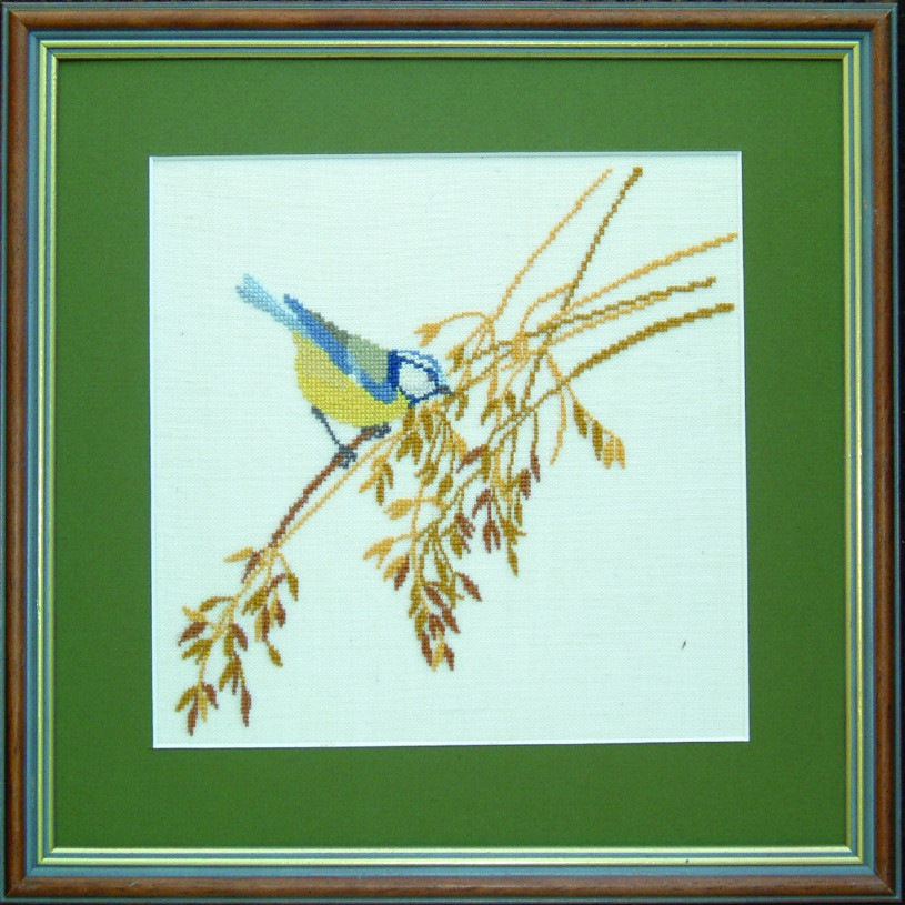 Blue Tit