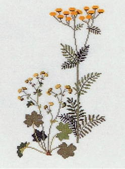 Tansy and Lady's mantle