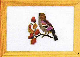 Chaffinch