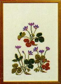 Blue Anemone