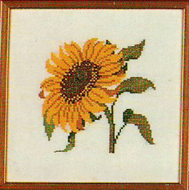 Little Sunflower