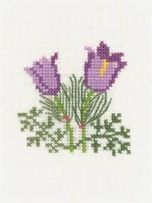 Pasque Flower