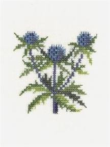 Eryngium