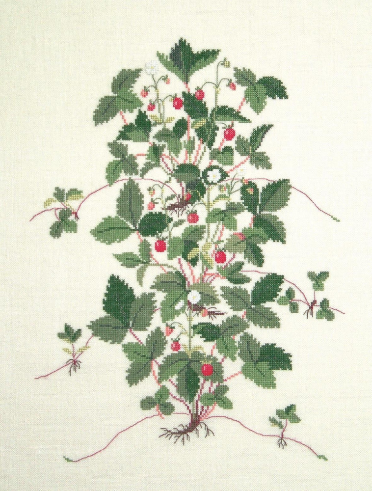 Wild Strawberry