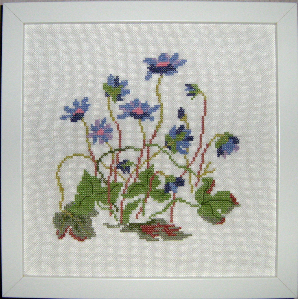 Blue Anemone