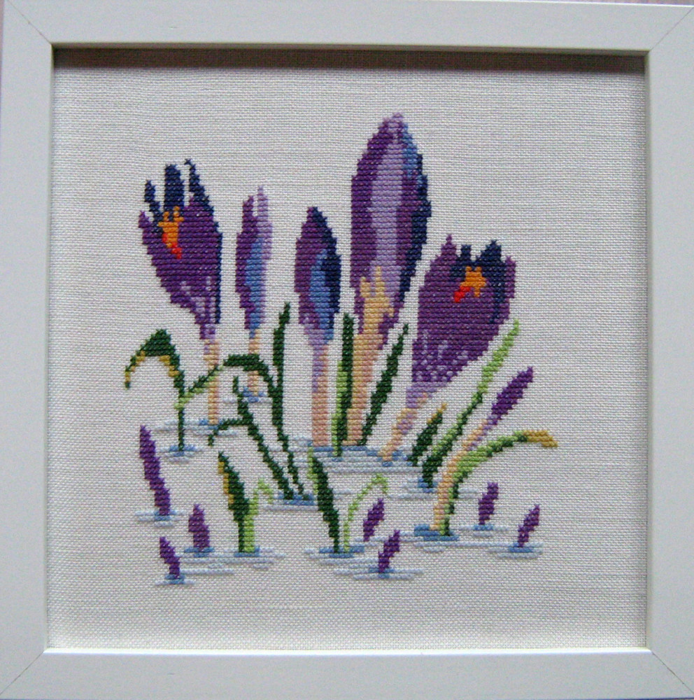 Crocus