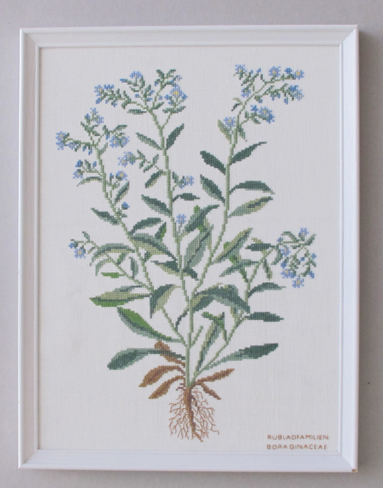 Borage