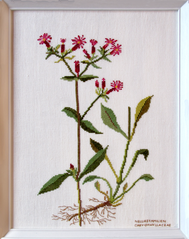 Carnations