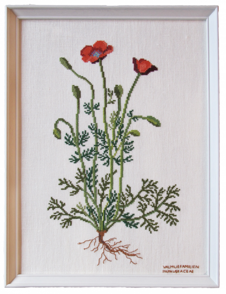 Poppy