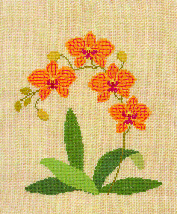 Orchid