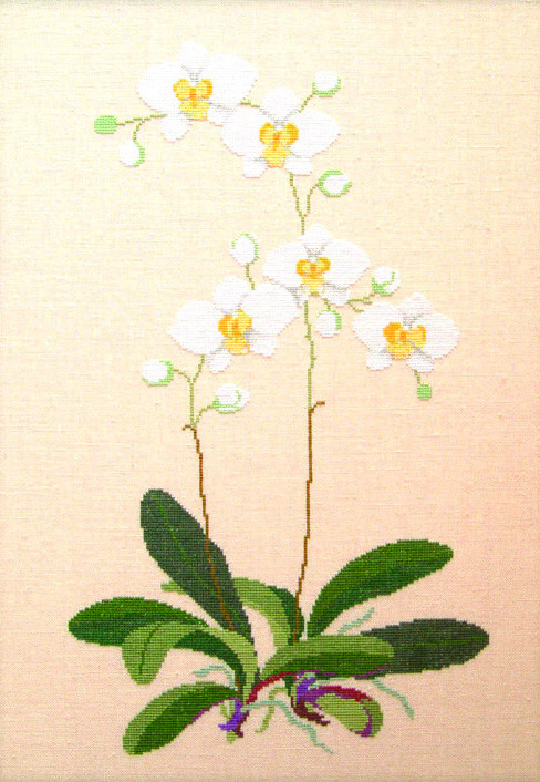 White Orchid