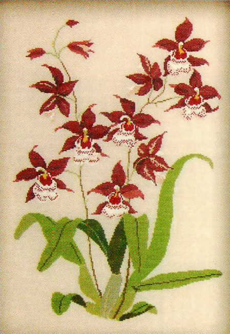 Red Orchid