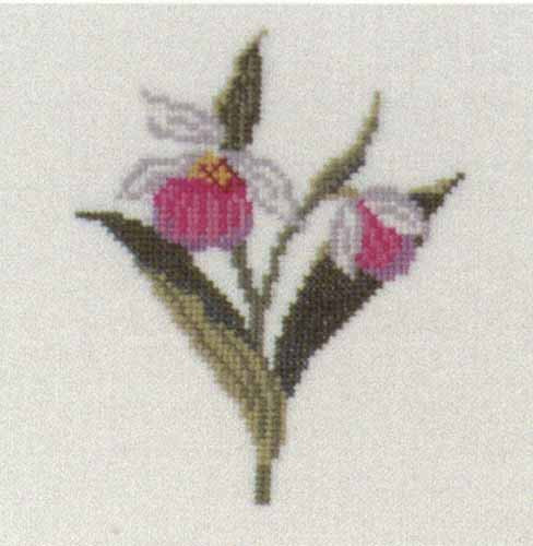 Lady's Slipper, Minnesota