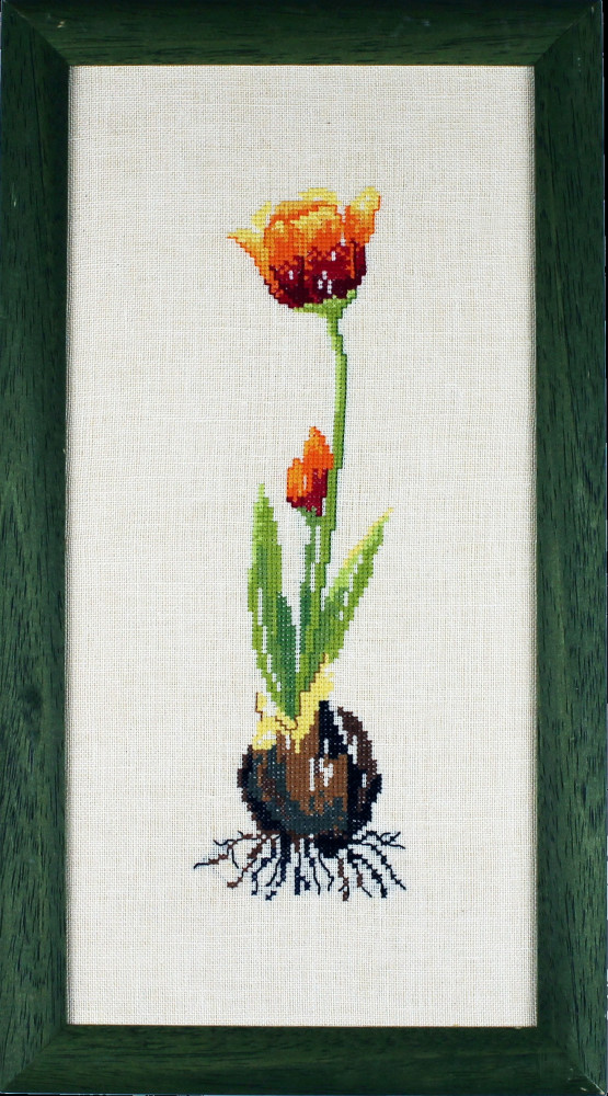 Tulip